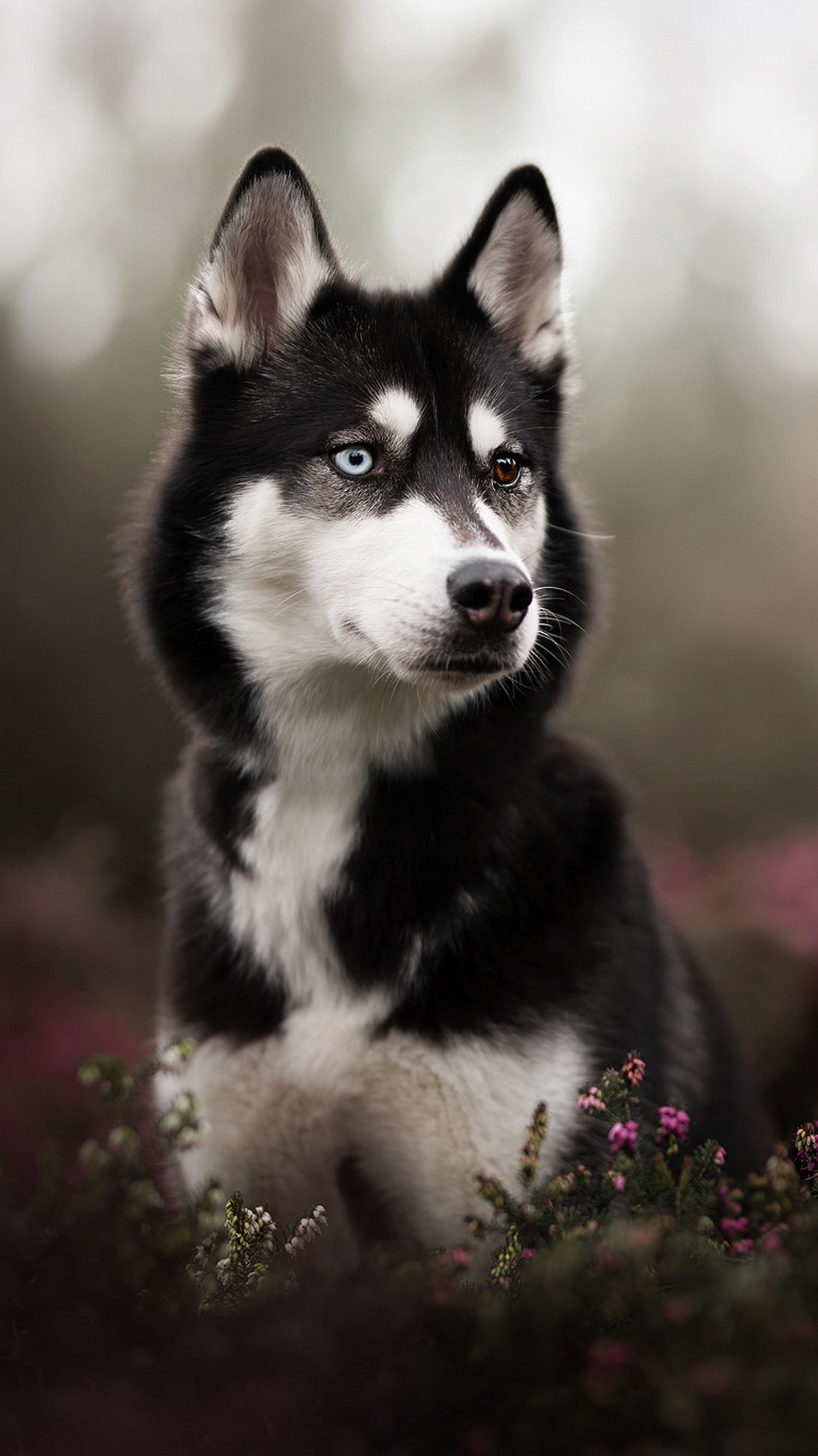 Download Our Beautiful Siberian Husky Wallpaper