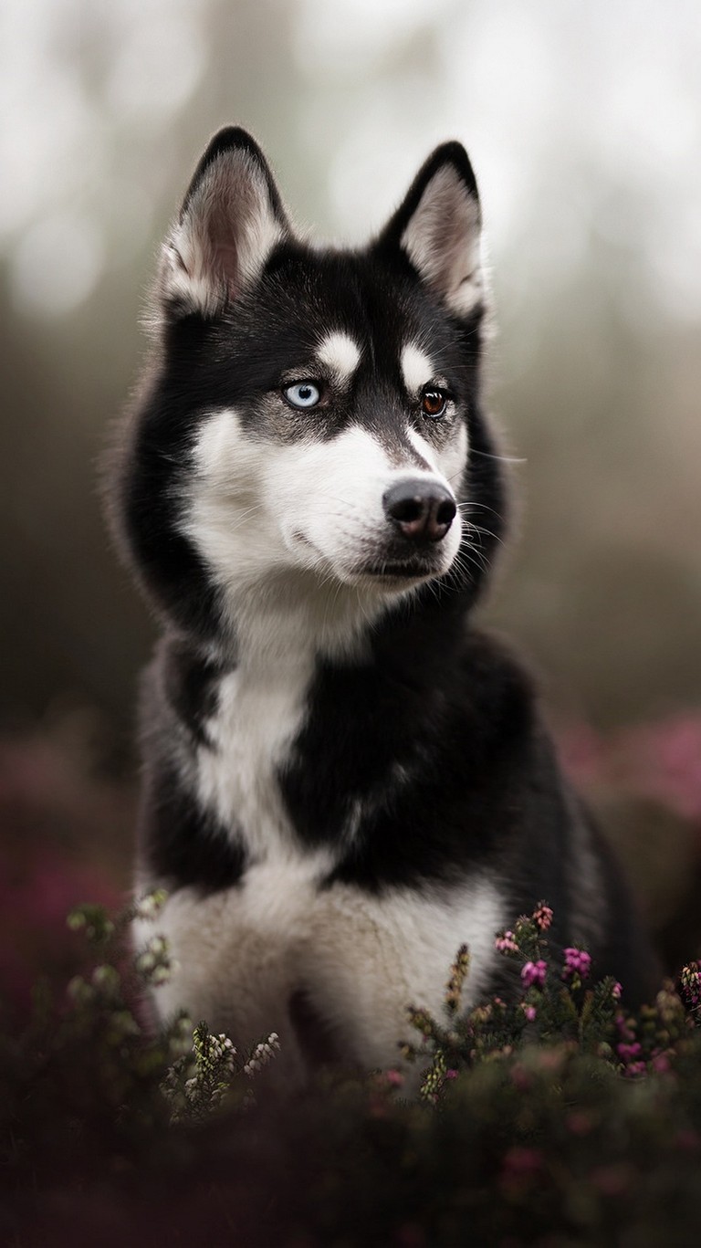 Download Our Beautiful Siberian Husky Wallpaper