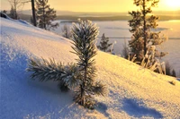 Fondo de Invierno Deslumbrante con Pícea Escarchada