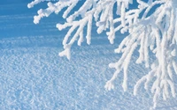 Beautiful Winter Landscape with Frosted Tree Branches