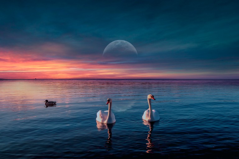 Breathtaking Wallpaper of Swans at Sunset