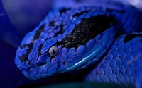 Explora la Belleza del Fondo de Pantalla de Serpiente Azul Cobalto