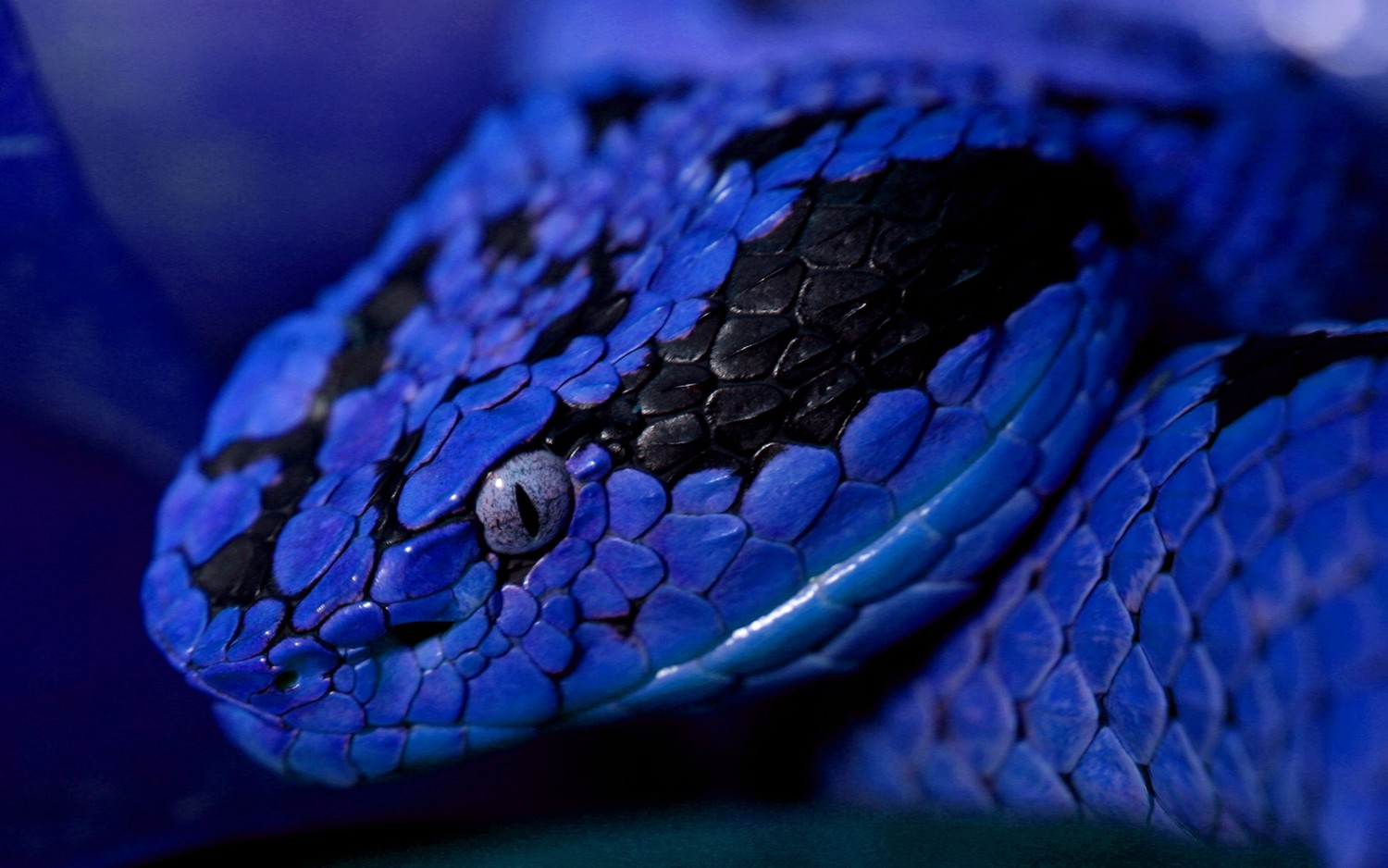 Explore the Beauty of the Cobalt Blue Serpent Wallpaper