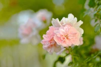 Hermoso Fondo de Flores Rosadas