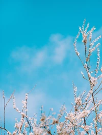 Descarga Impresionante Fondo de Pantalla de Flores de Primavera