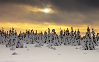 Impresionante Paisaje Invernal con Árboles Cubiertos de Nieve