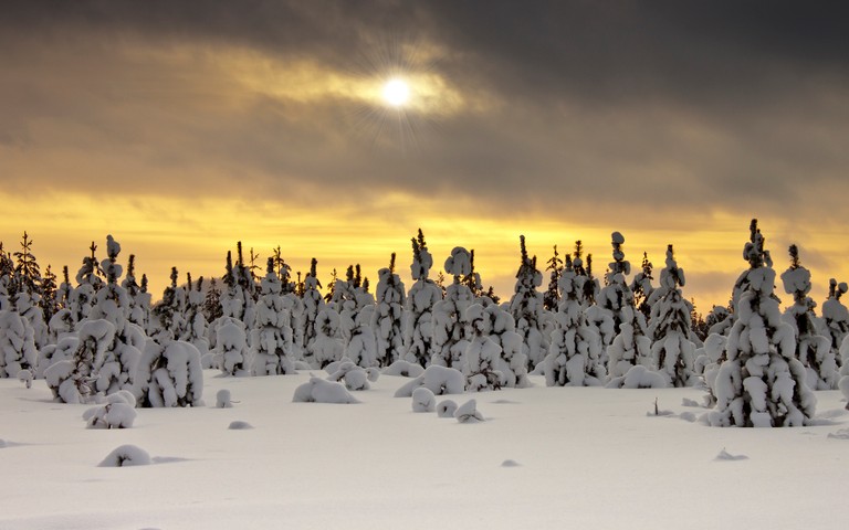 Breathtaking Winter Landscape with Snow-Covered Trees