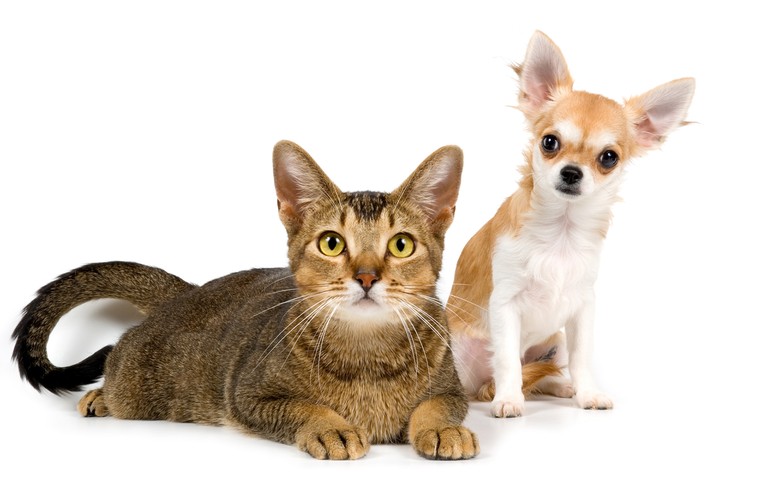 Stunning Cat and Chihuahua Duo Wallpaper