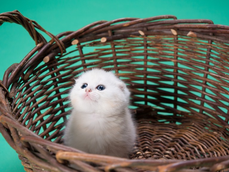 Cute White Kitten in a Basket - Perfect for Pet Lovers