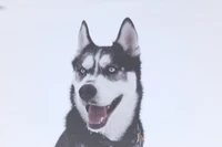 Explora Nuestra Colección de Fondos de Pantalla de Husky Siberiano