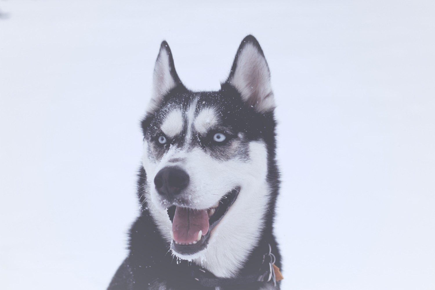 Explore Our Beautiful Siberian Husky Wallpaper Collection