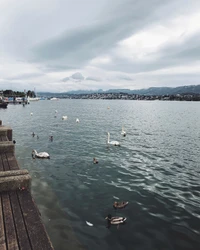 Vista Serena del Lago con Aves y Cielos Nublados