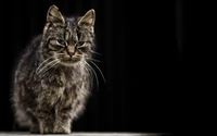 Beautiful Tabby Cat: Explore Our HD Wallpaper