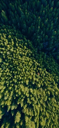 Explora la Serenidad de un Bosque Verde