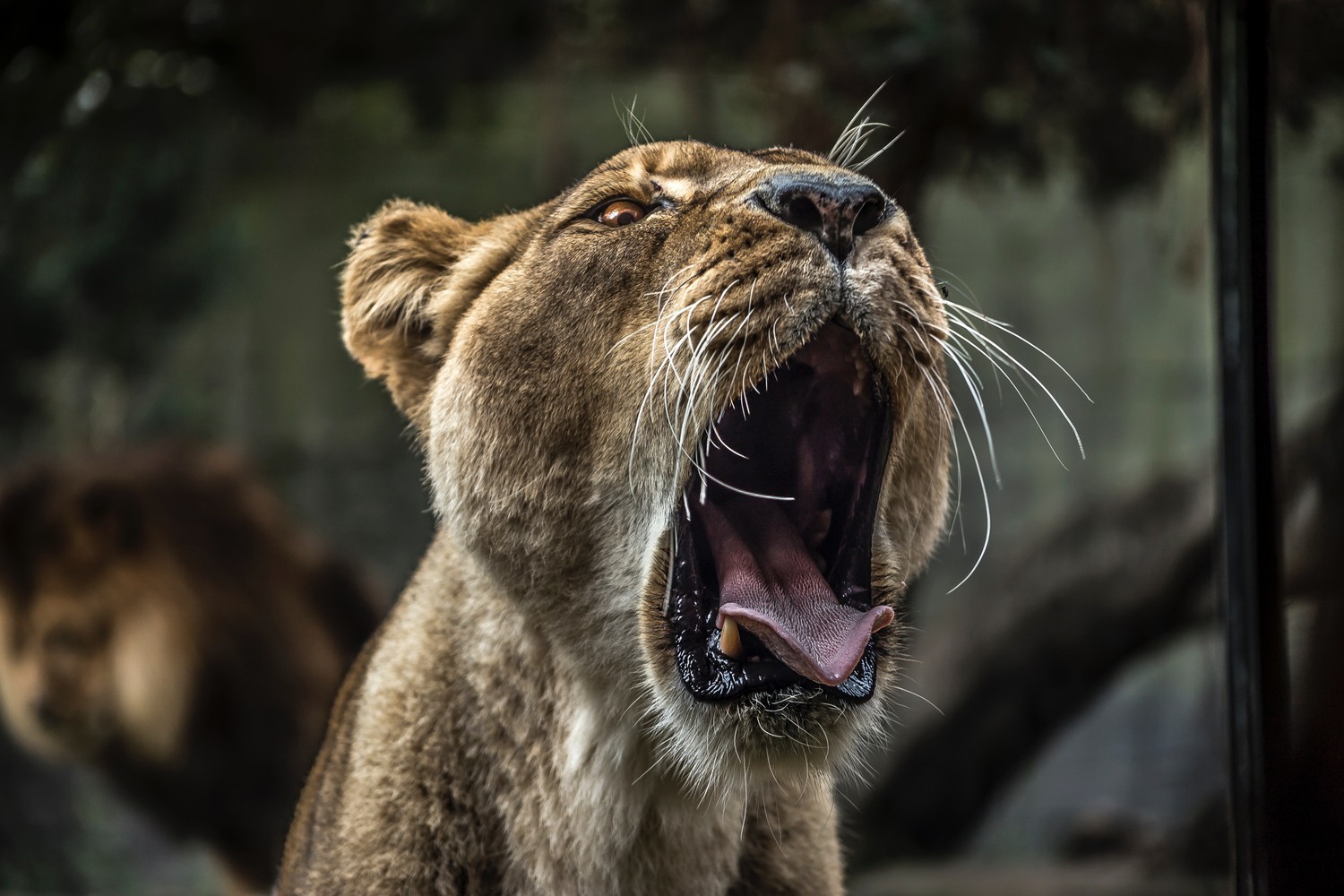 Captivating Lioness Yawning Image