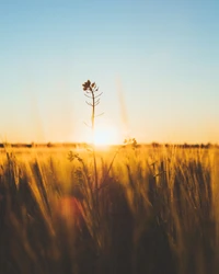 Téléchargez un Fond d'Écran Éblouissant de Lever de Soleil