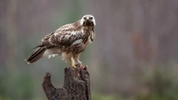 Faucon Majestueux dans la Nature - Fond d'Écran Gratuit