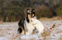 Descargar Fondo de Pantalla Adorable de Rough Collie y Gatito