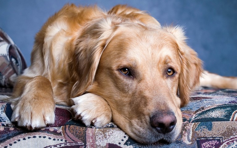 Golden Retriever Wallpaper: Perfect for Dog Lovers