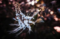 Fondo de Pantalla Impresionante de Flor en Primer Plano