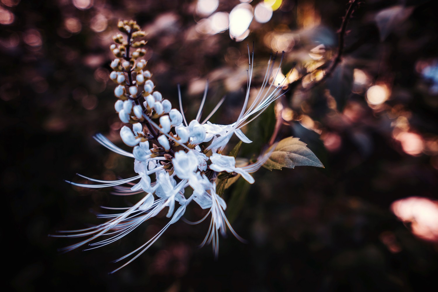 Breathtaking Blossom Close-Up Wallpaper