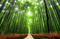 Magnifique Papier Peint de la Forêt de Bambou d'Arashiyama