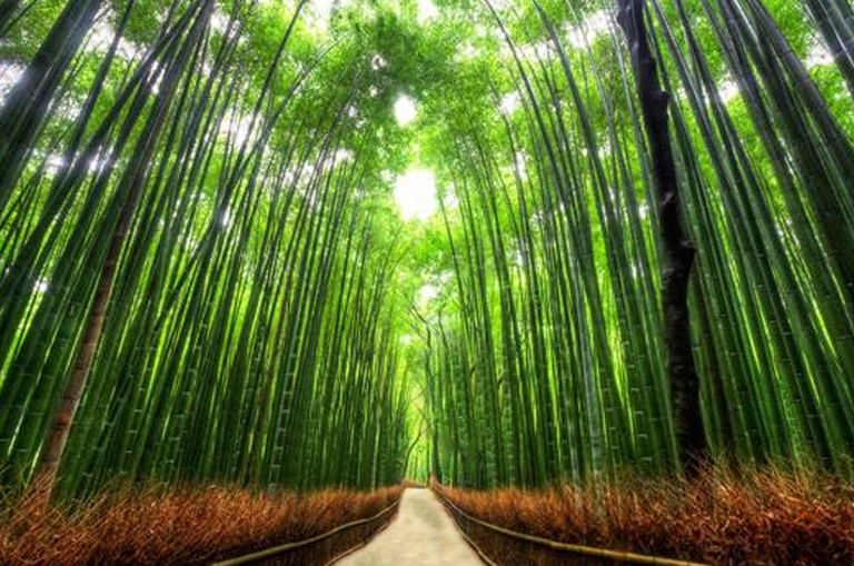 Breathtaking Bamboo Forest Wallpaper from Arashiyama