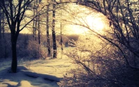 Stunning Winter Sunset Over Snowy Landscape