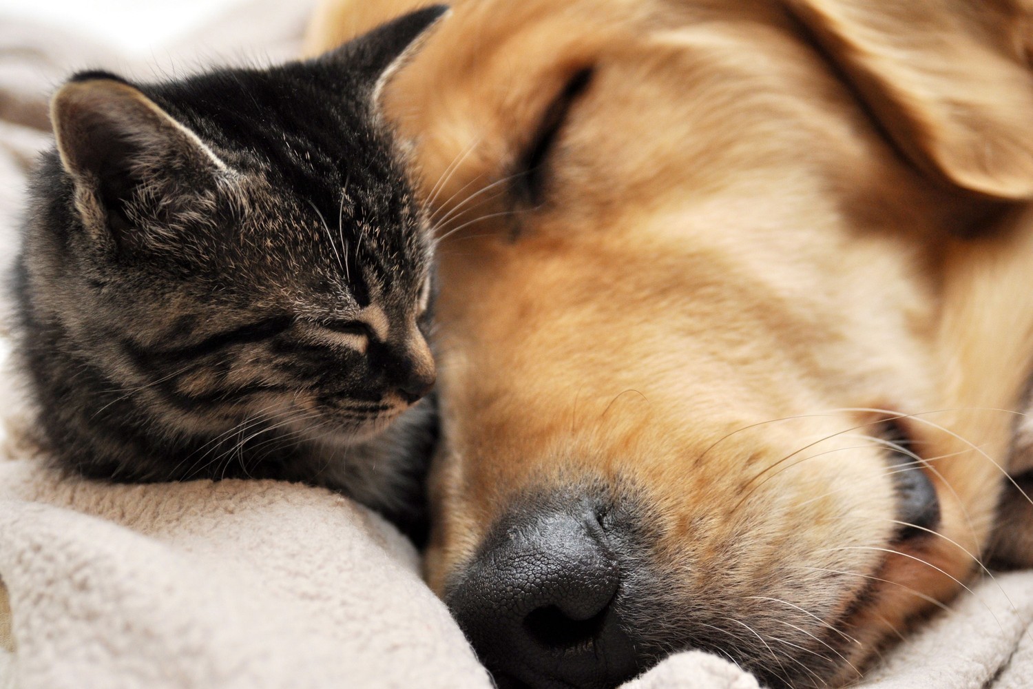 Adorable Cat and Dog Together - High-Quality Wallpaper