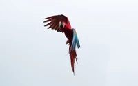 Fondo de Pantalla Impresionante de Guacamayo Rojo en Vuelo