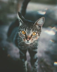 Explora nuestro hermoso fondo de pantalla de gato atigrado