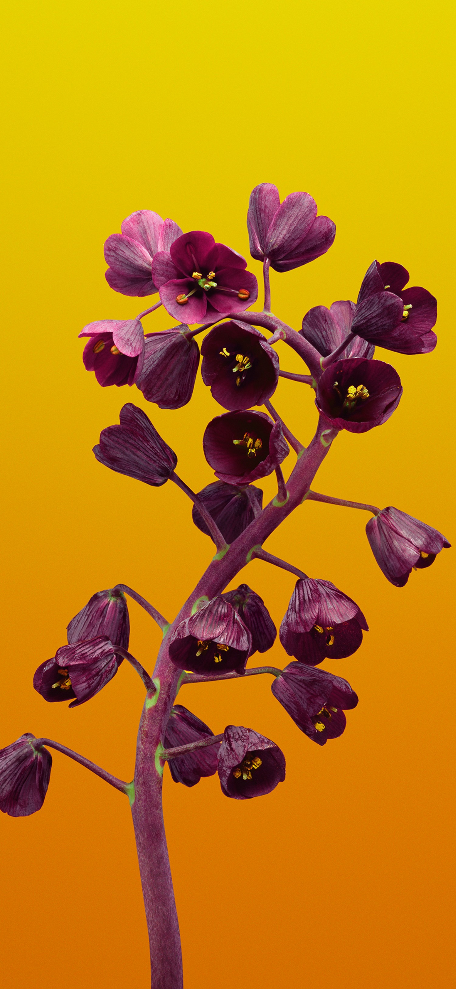 Stunning Purple Flower Wallpaper for Your Device