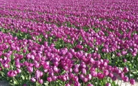 Breathtaking Magenta Tulip Field Wallpaper