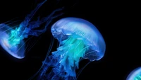 Descargar impresionante fondo de pantalla de medusas en 4K