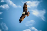 Découvrez la Beauté des Oiseaux en Vol