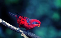 Impressionnant Gros Plan d'un Cardinal Rouge