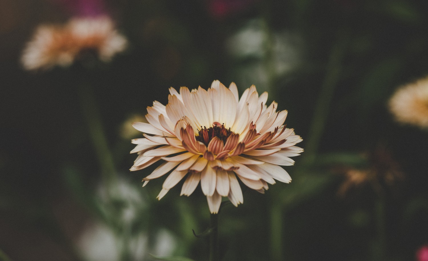 Explore the Beauty of This Flowering Plant Close-Up