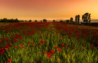 Explora los Majestuosos Campos de Amapolas al Amanecer