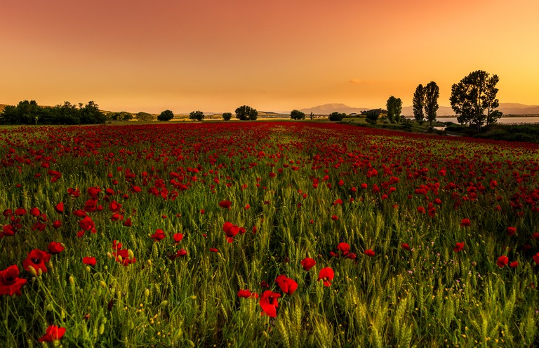 Explore the Majestic Poppy Fields at Sunrise