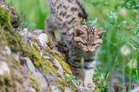 Stunning Wallpaper of a Wildcat Kitten in Nature