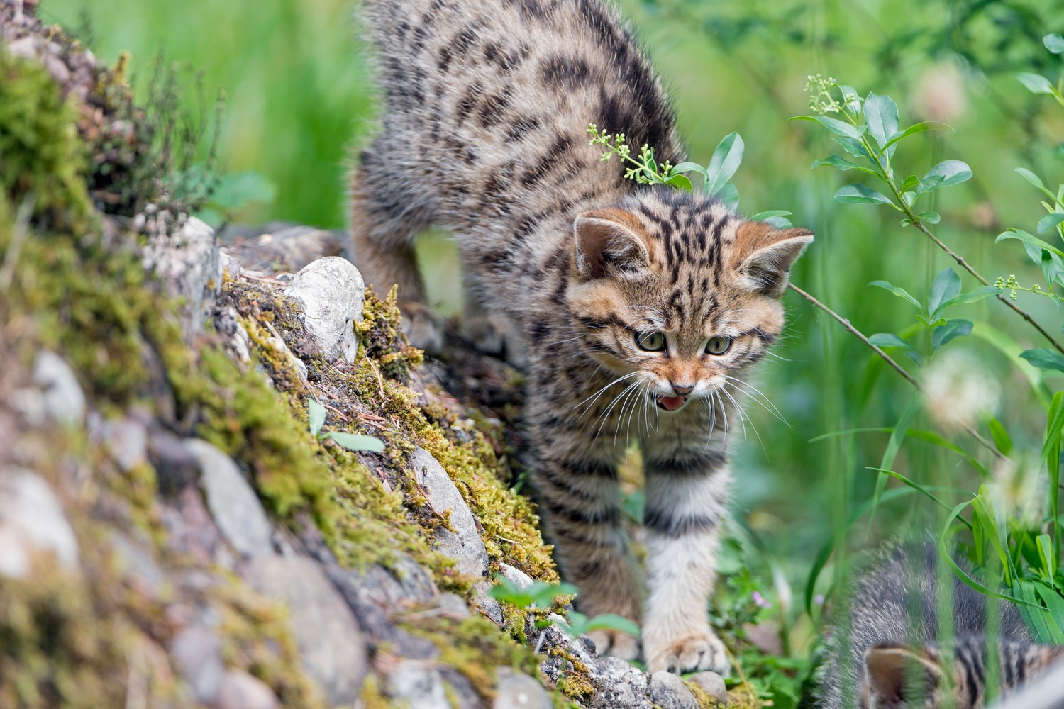 Fondo de Pantalla Impactante de un Gatito Salvaje en la Naturaleza