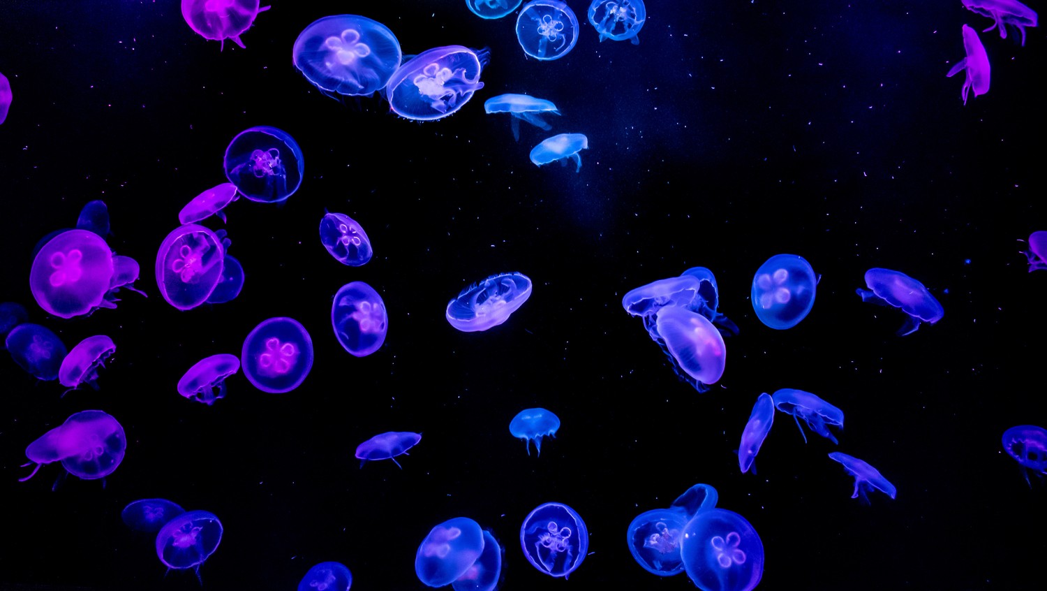 Explore Our Vibrant Jellyfish Wallpaper