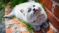 Cuteness Overload: Explore Our Kitten Wallpaper