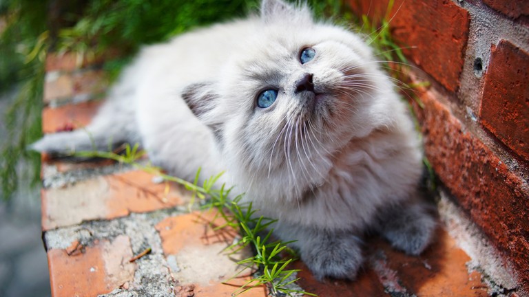 Cuteness Overload: Explore Our Kitten Wallpaper