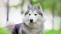 Descarga Tu Fondo de Pantalla Favorito de Siberian Husky