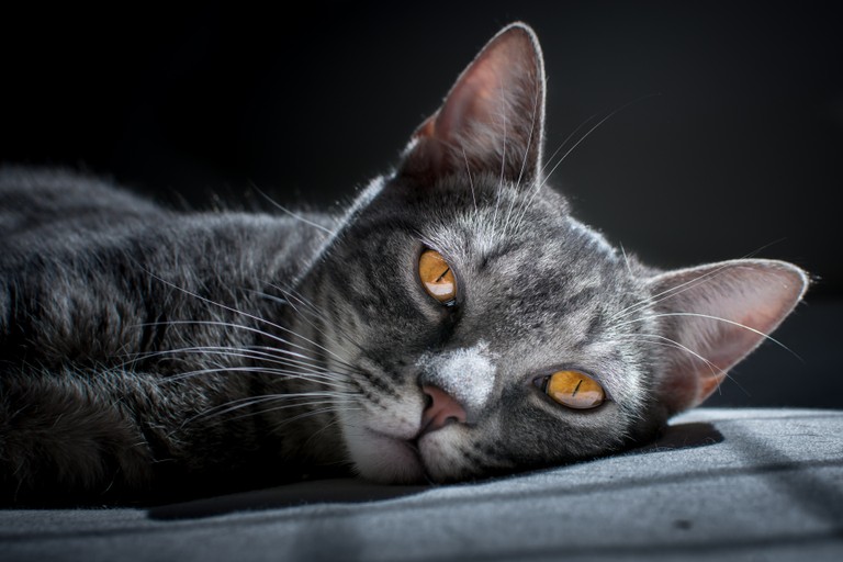 Beautiful Grey Tabby Cat Wallpaper