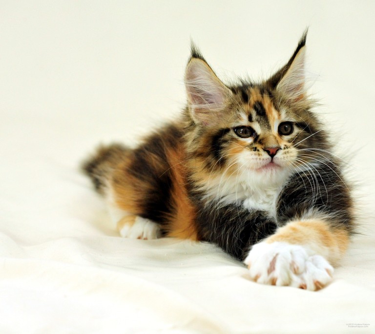 Download the Adorable Maine Coon Kitten Wallpaper