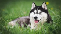 Découvrez Notre Magnifique Fond d'Écran de Husky Sibérien