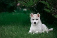 Découvrez Notre Collection Captivante de Fonds d'Écran de Chiots Husky Sibériens