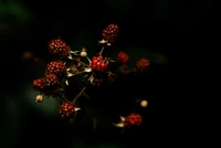 Fonds d'Écran de Framboise et de Mûre à Télécharger